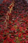 TRENCH – Beverley Minster 2013